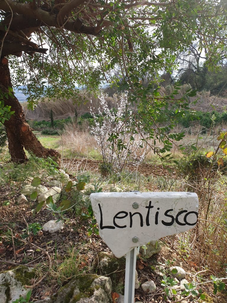 herbs garden